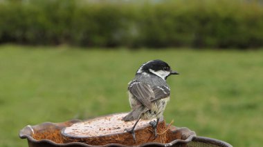 Coal Tit feeding from a Coconut suet shell at a bird table 