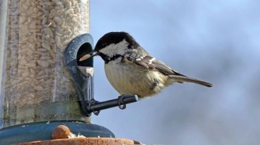 Coal Tit feeding from a Tube Feeder on a bird table 
