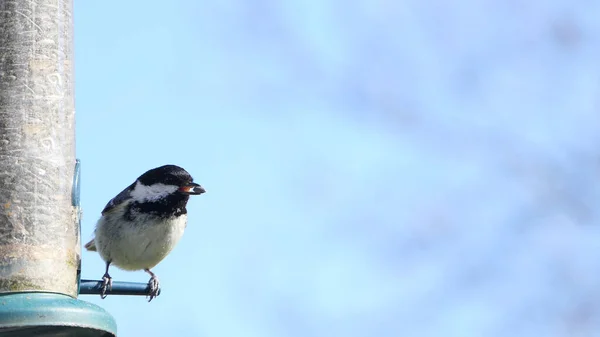 Coal Tit feeding from a Tube Feeder on a bird table