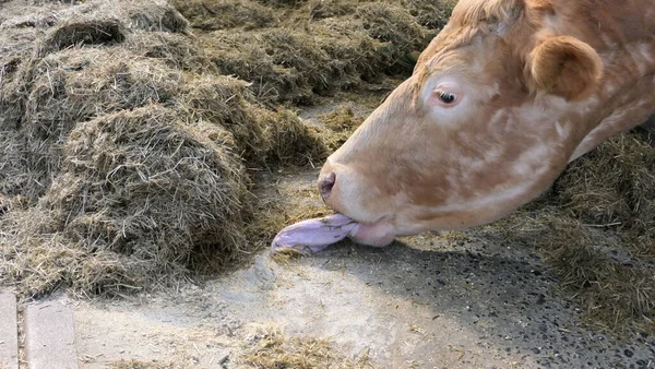 Cow Long Tongue Eating Silage Grass Gate Shed — Stock Photo, Image