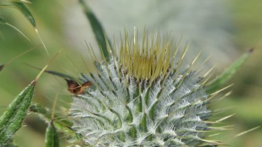 Yazın Uk 'ta bir tarlada İskoç Thistle