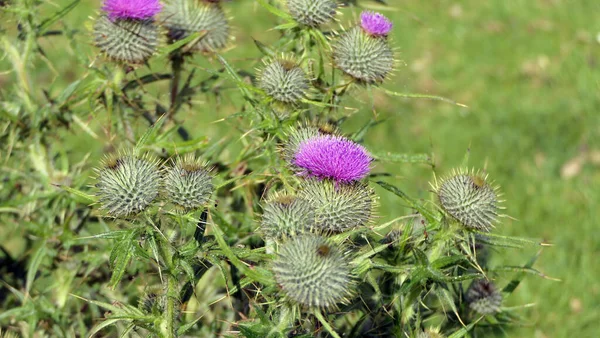 Scottish Thistle in a field in summer in Uk