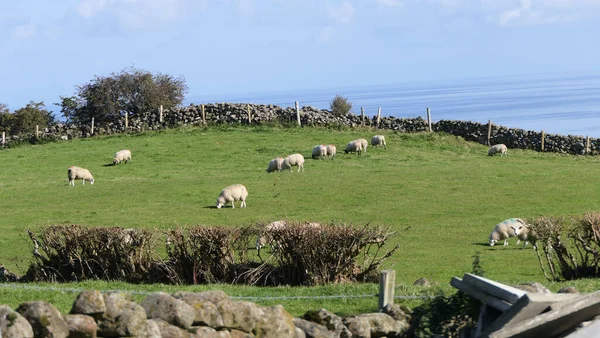 Moutons Debout Derrière Une Porte Sur Une Montagne Irlande — Photo