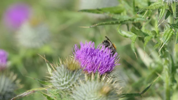 Cardo Escocés Campo Verano Reino Unido — Foto de Stock