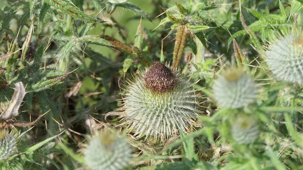 Scottish Thistle Ένα Χωράφι Καλοκαίρι Στο Ηνωμένο Βασίλειο — Φωτογραφία Αρχείου