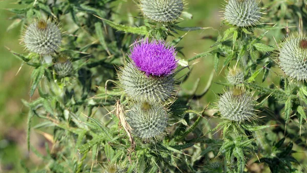 Yazın Uk 'ta bir tarlada İskoç Thistle