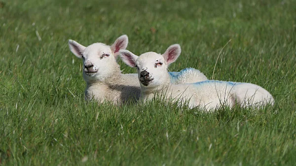 Owce Jagnięta Nioski Słońcu Polu Irlandii — Zdjęcie stockowe