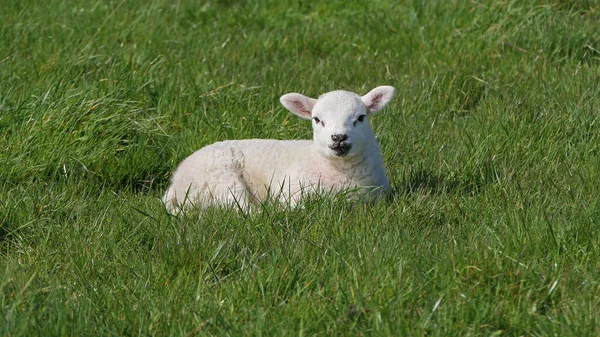 Schapen Lammeren Zon Een Veld Ierland — Stockfoto