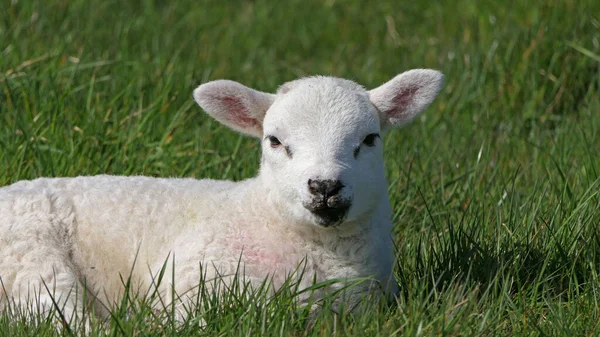Owce Jagnięta Nioski Słońcu Polu Irlandii — Zdjęcie stockowe