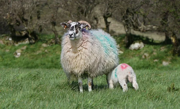 Moutons Agneaux Couchés Soleil Dans Champ Irlande — Photo