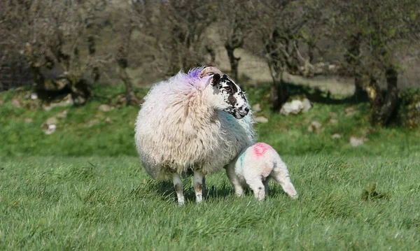 아일랜드의 밭에서 햇볕에 어린양 — 스톡 사진