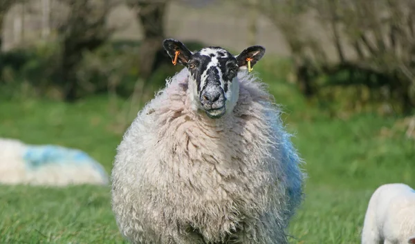 Schafe Und Lämmer Liegen Der Sonne Auf Einem Feld Irland — Stockfoto