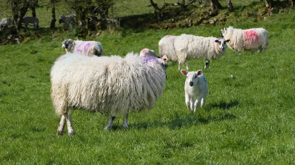 Ovejas Corderos Sol Campo Irlanda — Foto de Stock