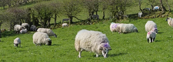 Ovejas Corderos Sol Campo Irlanda — Foto de Stock