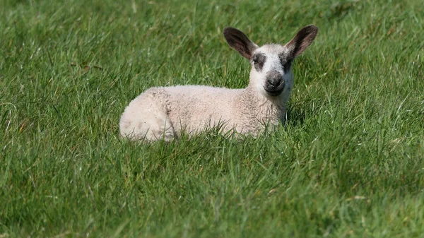 Schafe Und Lämmer Liegen Der Sonne Auf Einem Feld Irland — Stockfoto