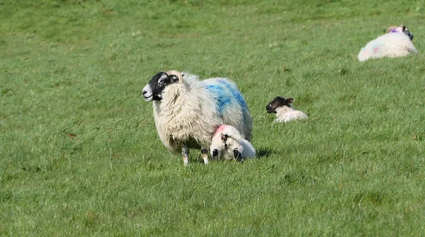Juh Bárány Feküdt Napon Egy Mezőn Írországban — Stock Fotó