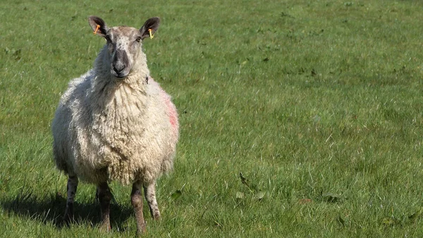 Owce Jagnięta Polu Farmie Irlandii — Zdjęcie stockowe