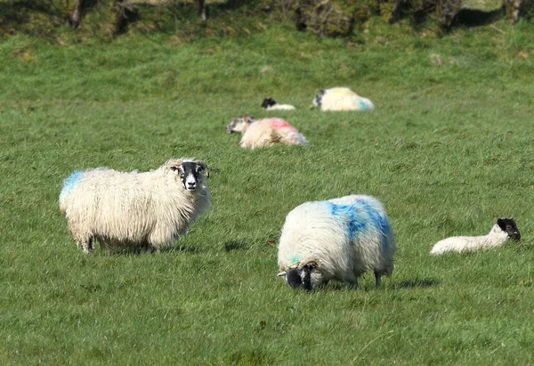 在爱尔兰一个农场的田里放羊 — 图库照片
