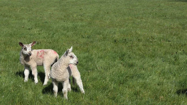 Juh Bárány Egy Mezőn Egy Farmon Írországban — Stock Fotó