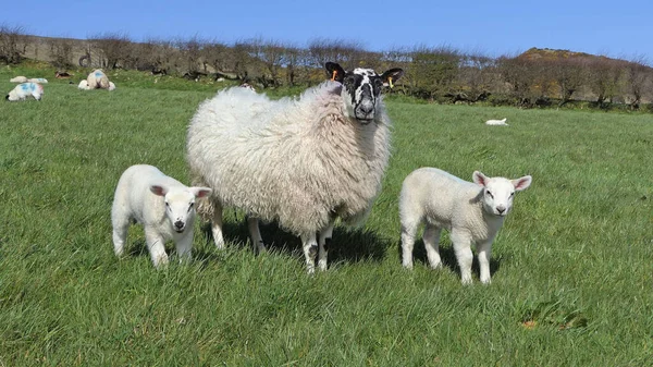 在爱尔兰一个农场的田里放羊 — 图库照片