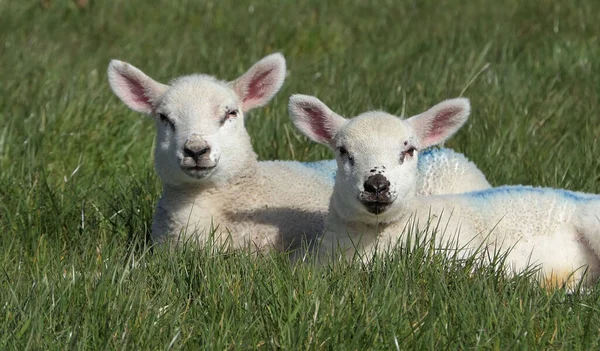 Owce Jagnięta Polu Farmie Irlandii — Zdjęcie stockowe