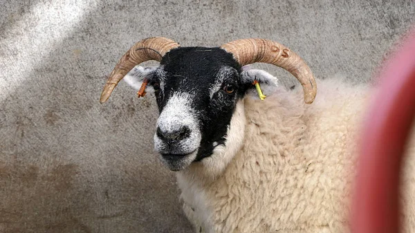 在爱尔兰的一个田野里 羊和羊羔躺在阳光下 — 图库照片