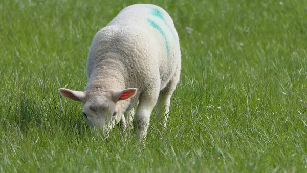 Owce Jagnięta Polu Farmie Irlandii — Zdjęcie stockowe