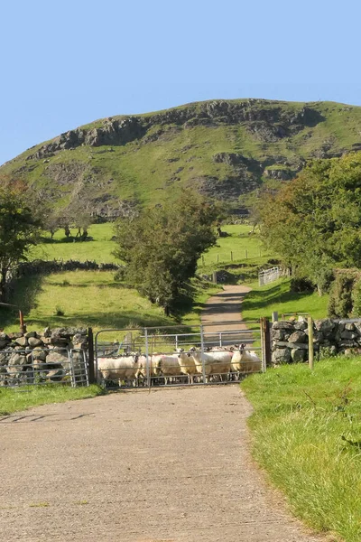 Moutons Debout Derrière Une Porte Sur Une Montagne Irlande — Photo