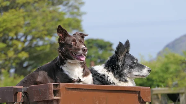 Két Collie Juhászkutya Egy Dobozban Egy Quad Motoron — Stock Fotó