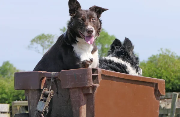 Dois Cães Pastores Collie Uma Caixa Uma Moto Quadriciclo Atv — Fotografia de Stock