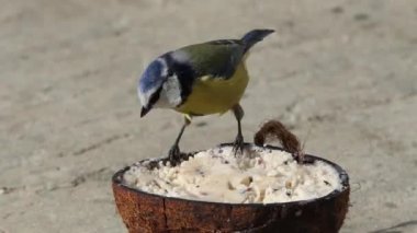 Blue Tit feeding from Insect Coconut Suet Shells fat balls in the UK 
