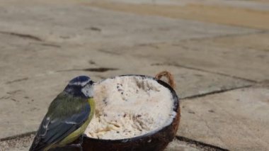 Blue Tit and a Robin feeding at a Coconut suet shell 