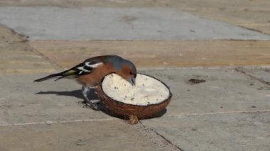 Chaffinch feeding at a Coconut suet shell 