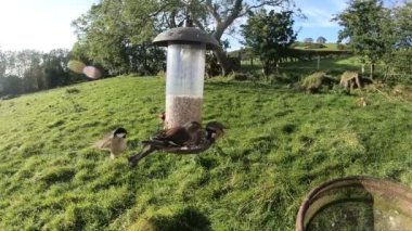 Coal Tit and a Chaffinch at a bird feeder in Slow Motion