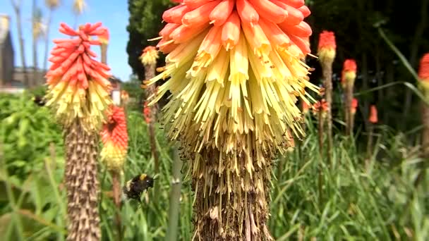 Bee Red Hot Poker Slow Motion Sunny Day Garden – Stock-video