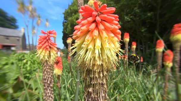 Bee Red Hot Poker Slow Motion Sunny Day Garden — Stock video