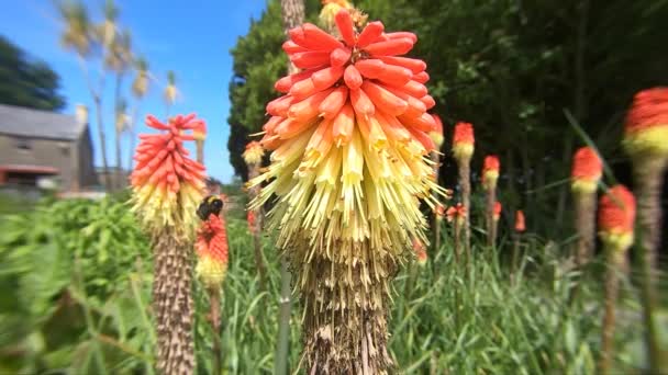 Bee Red Hot Poker Slow Motion Sunny Day Garden — стоковое видео