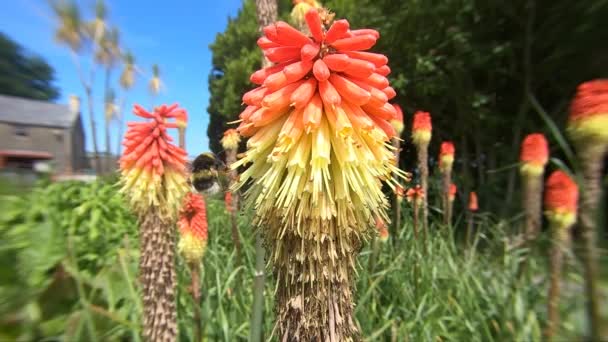 Bee Red Hot Poker Slow Motion Sunny Day Garden — Video
