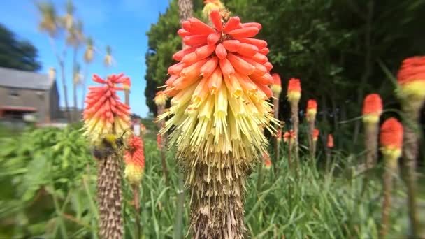 Bee Red Hot Poker Slow Motion Sunny Day Garden — Video