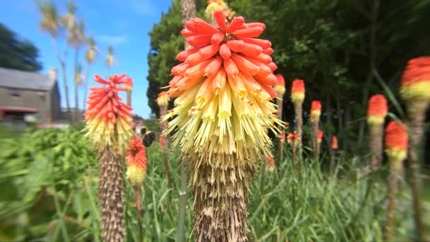 Bee Red Hot Poker Slow Motion Sunny Day Garden — Video