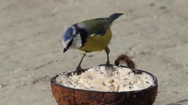 Blue Tit Feeding Insect Coconut Suet Shells Fat Balls — стоковое видео
