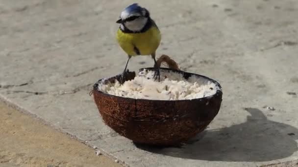 Blue Tit Feeding Insect Coconut Suet Shells Fat Balls — Stock video