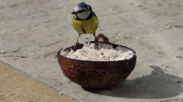 Blue Tit Feeding Insect Coconut Suet Shells Fat Balls — Vídeos de Stock