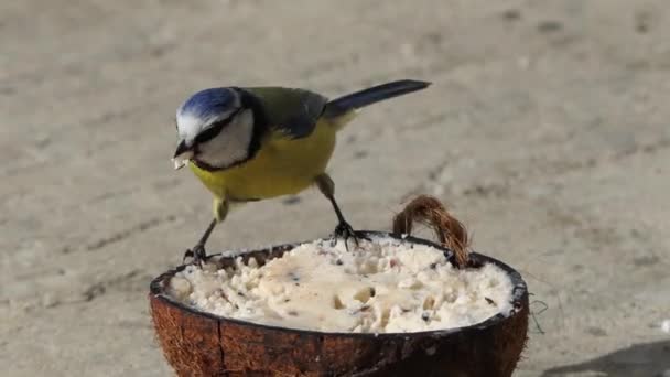 Blue Tit Feeding Insect Coconut Suet Shells Fat Balls — Vídeo de Stock