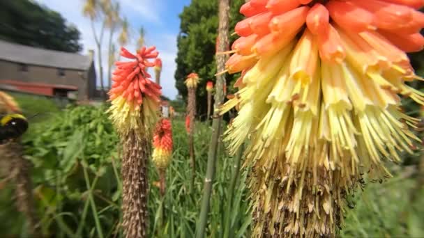 Bee Red Hot Poker Slow Motion Sunny Day Garden — Vídeo de Stock