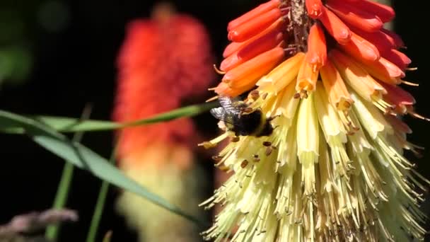 Μέλισσα Ένα Red Hot Poker Στον Κήπο Καλοκαίρι — Αρχείο Βίντεο