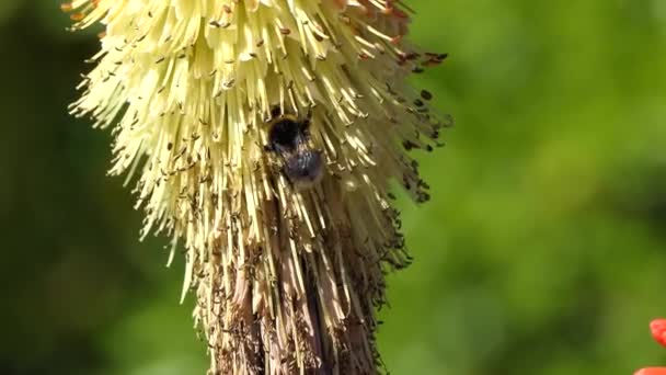 Bee Red Hot Poker Garden Summer — Vídeos de Stock