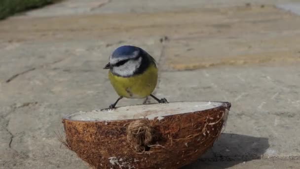 Blue Tit Robin Feeding Coconut Suet Shell — Stockvideo