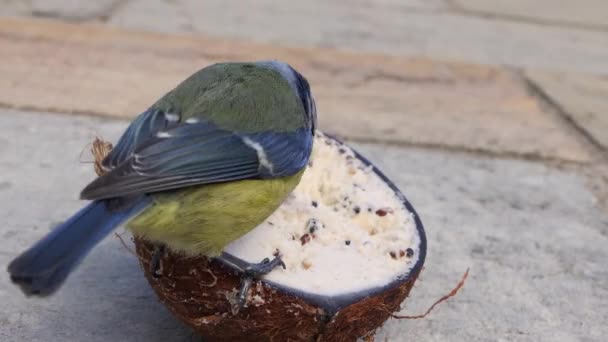 Blue Tit Robin Feeding Coconut Suet Shell — Vídeo de Stock