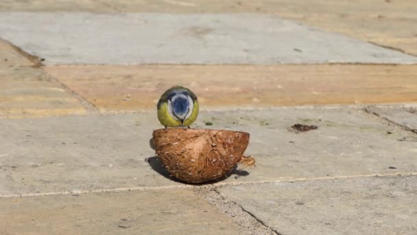 Blue Tit Robin Feeding Coconut Suet Shell — Stockvideo